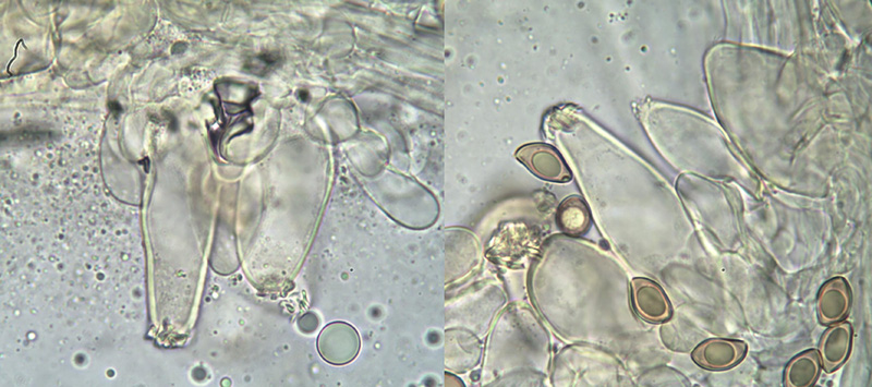 Inocybe godeyi mikro